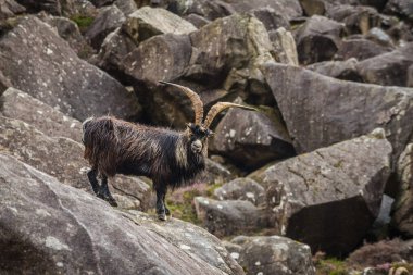 İrlanda 'daki Wicklow dağlarının manzarası