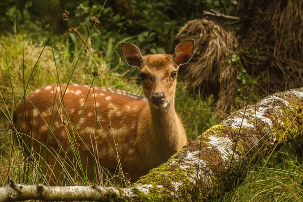 Ross Şatosu İrlanda 'da bebek geyik