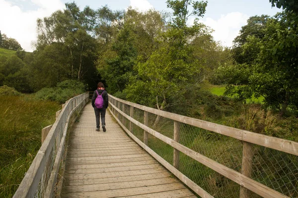 Wooden Trail Glendalough Ireland — стокове фото