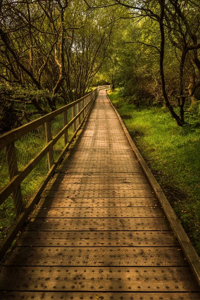 Деревянная Тропа Глендало Ирландия — стоковое фото