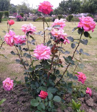 Bahar mevsiminde Kashmir vadisinde gül 034
