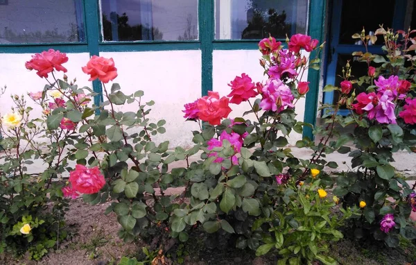 Роза Весенний Сезон Кашмирской Долине 032 — стоковое фото
