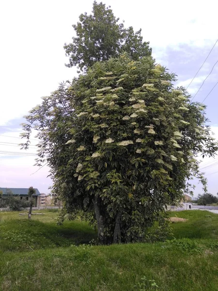 Białe Drzewo Kwiatowe Dolinie Kaszmiru 002 — Zdjęcie stockowe