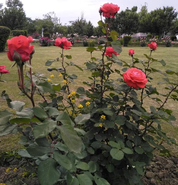 Rose Temporada Primavera Valle Cachemira 028 —  Fotos de Stock