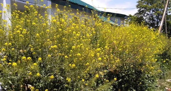 Żółte Kwiaty Dolinie Kaszmiru 001 — Zdjęcie stockowe