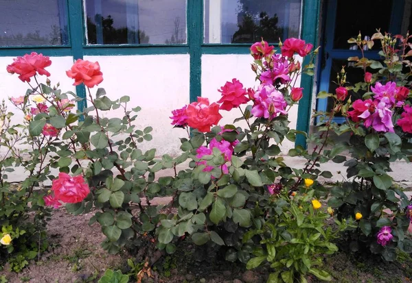 Роза Весенний Сезон Кашмирской Долине 027 — стоковое фото