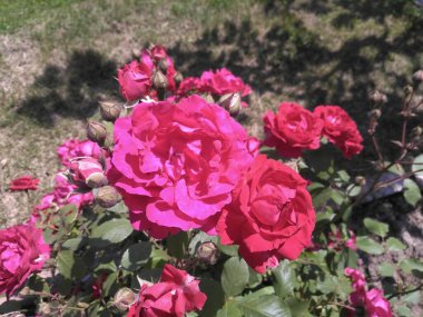 Bahar mevsiminde Kashmir Vadisi 'nde Rose 025