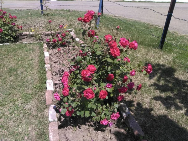 Rose Frühling Kaschmirtal 026 — Stockfoto