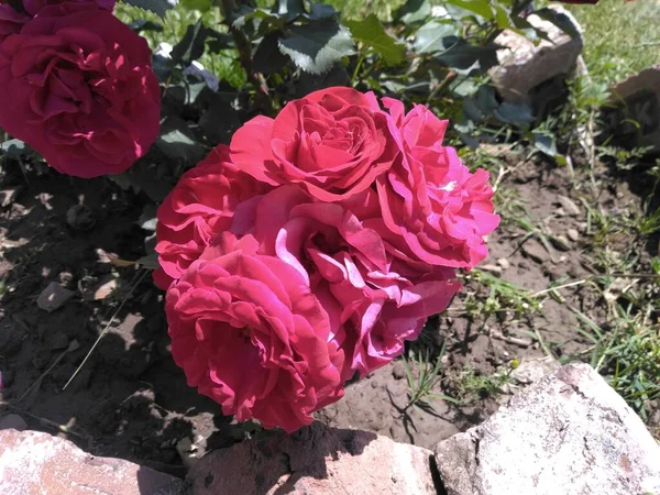 Rose Temporada Primavera Valle Cachemira 024 — Foto de Stock