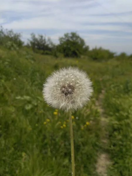 Flauschige Blume Kaschmirtal 002 — Stockfoto