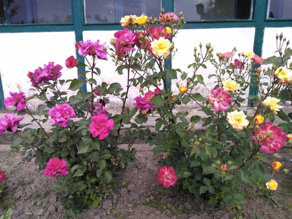 Rose Temporada Primavera Valle Cachemira 016 —  Fotos de Stock