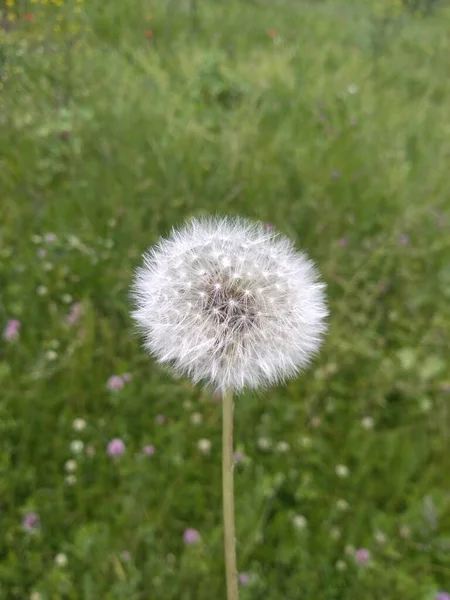 Kashmir Vadisinde Pofuduk Çiçek 001 — Stok fotoğraf