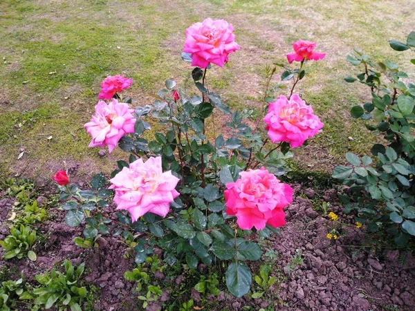 Rose Temporada Primavera Valle Cachemira 014 —  Fotos de Stock