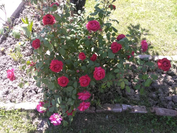 Rose Temporada Primavera Valle Cachemira 012 — Foto de Stock