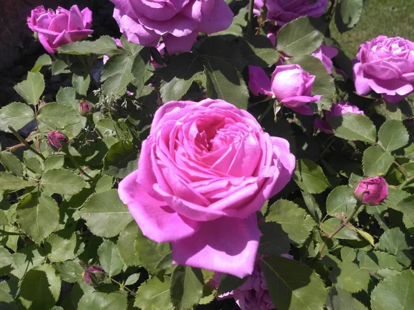Rose Temporada Primavera Valle Cachemira 006 —  Fotos de Stock