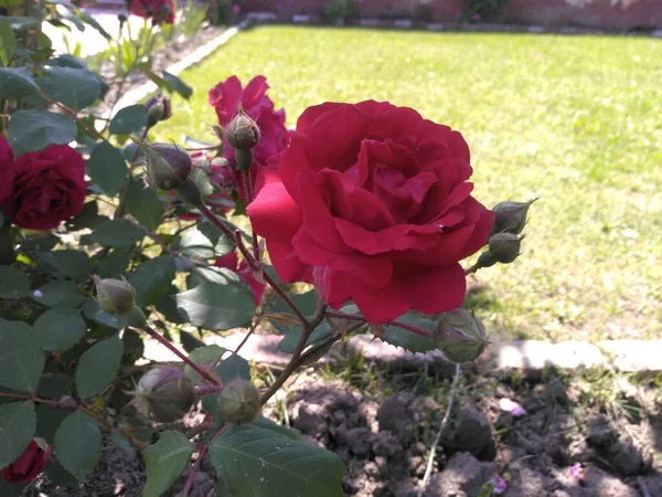 Rose Temporada Primavera Valle Cachemira 001 —  Fotos de Stock