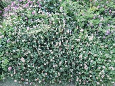 Yeşillik ve mor beyaz renkli çiçeklerin güzel bir görüntüsü. Bu manzara yaz mevsiminde Keşmir Vadisi 'ne aittir.