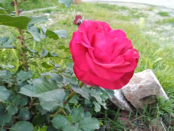 Una Hermosa Rosa Roja Close Signo Amor —  Fotos de Stock