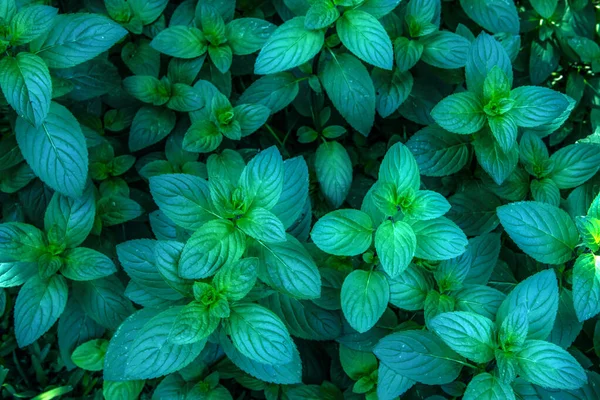 Menta Hierbabuena Ceca Casa Moneda Mint — Stock fotografie