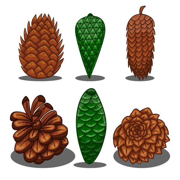 Set of fir cones — Stock Vector