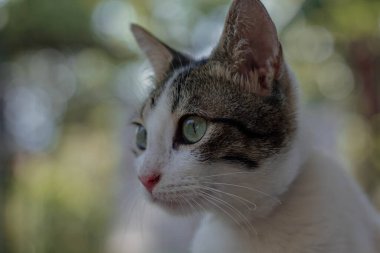 Filipinli sokak kedileri dışarıda merak ediyor