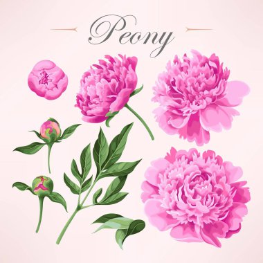 Peonies kümesi