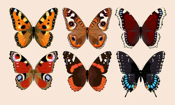 Coleção de borboletas — Vetor de Stock