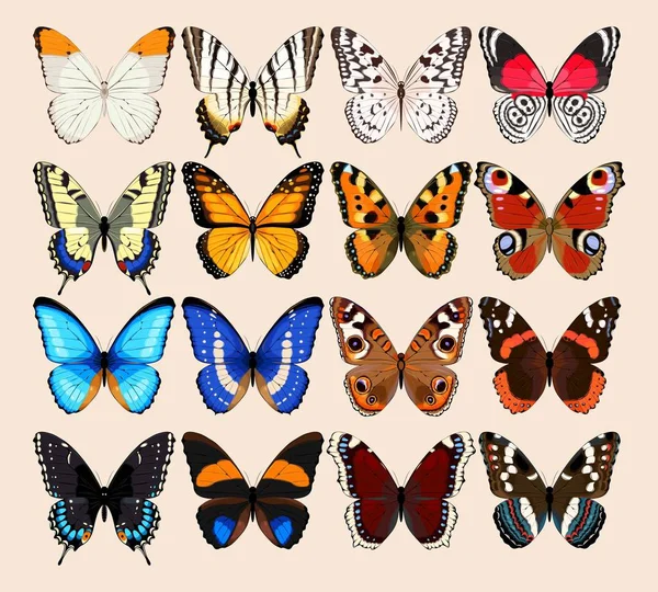 Sbírka motýlů — Stockový vektor