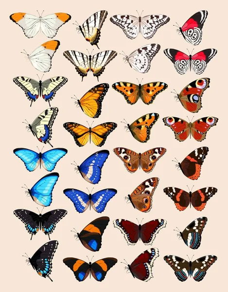 Коллекция бабочек — стоковый вектор