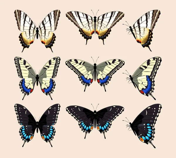 Colección de mariposas — Vector de stock