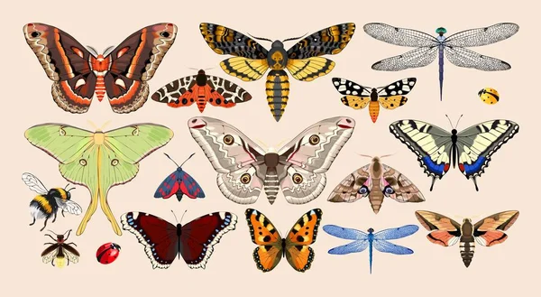 Ensemble d'insectes — Image vectorielle