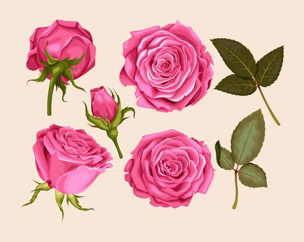 Σετ ροζ τριαντάφυλλο — Διανυσματικό Αρχείο