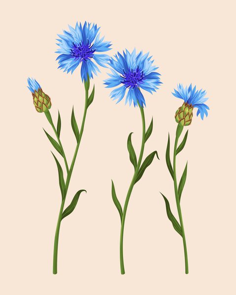 набор васильков
