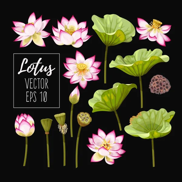 Σύνολο lotus λουλούδια και φύλλα — Διανυσματικό Αρχείο