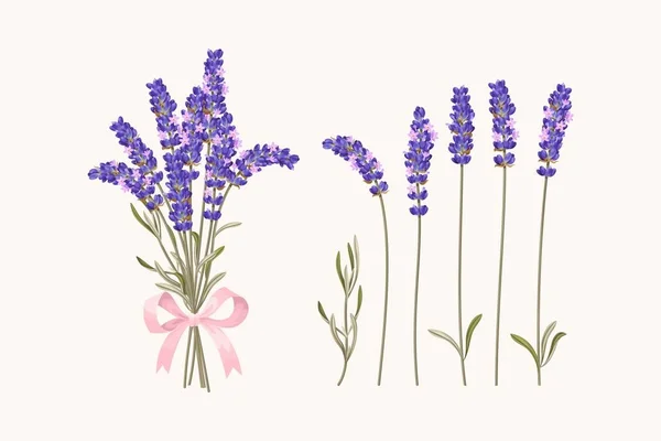 Conjunto de flores de lavanda — Vetor de Stock