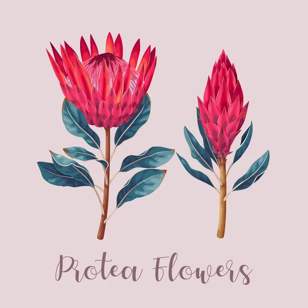 Εικονογράφηση διάνυσμα της υψηλής λεπτομερή Protea λουλούδι — Διανυσματικό Αρχείο