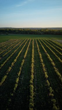 Üstte yeşil alanlar