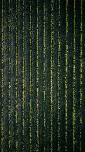 Groene Velden Bovenop — Stockfoto