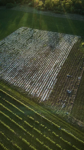 Green Fields Top — Stock Photo, Image