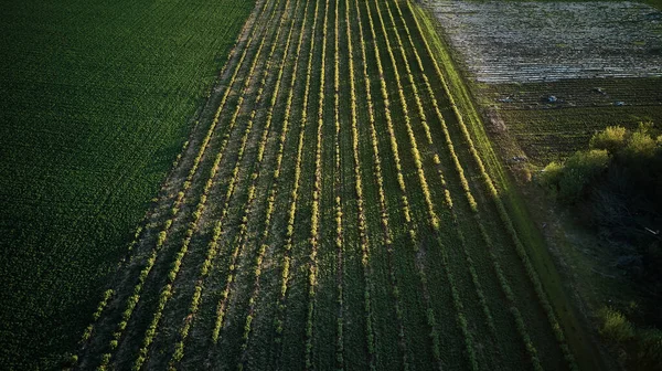 Green Fields Top — Stock Photo, Image