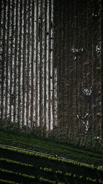 Árvores Verdes Topo — Fotografia de Stock