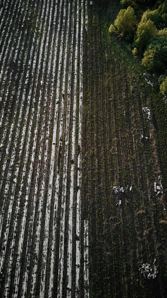 Campos Verdes Topo — Fotografia de Stock