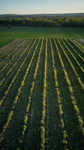 Campos Verdes Topo — Fotografia de Stock