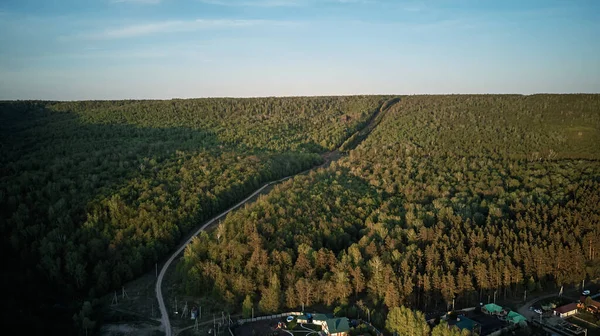 Mavi gökyüzünün arka planına karşı orman yolu
