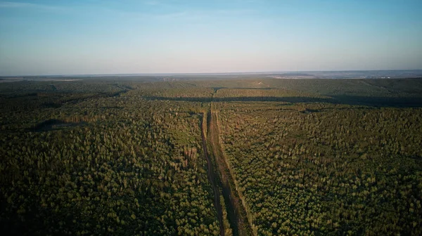 Mavi gökyüzünün arka planına karşı orman yolu