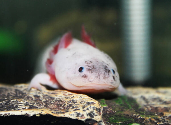 Аксолотль в домашних пресноводных аквариумах
