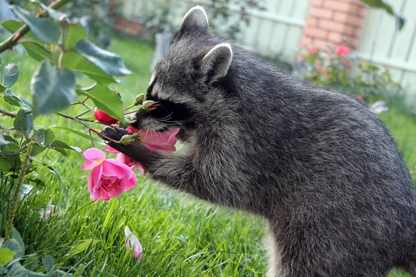 Raton Laveur Ruffling Fleurs Roses Sur Pelouse — Photo