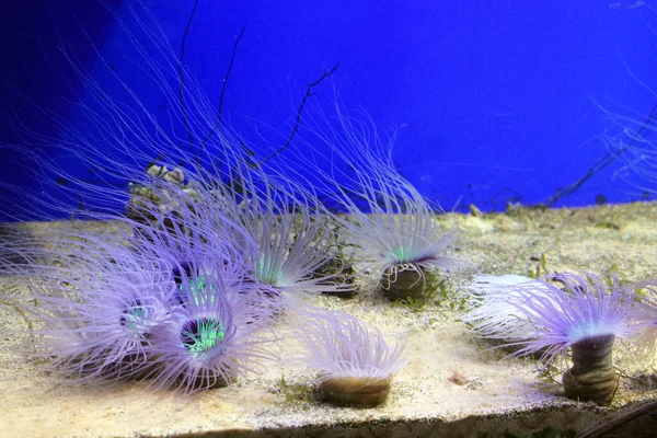 Sea plants on the bottom (in the aquarium)