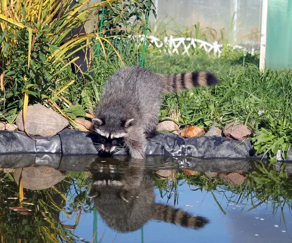 Klein Zwart Wit Husky Zittend — Stockfoto