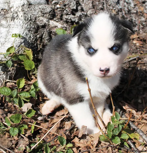 Liten Svart Och Vit Husky Sittande — Stockfoto